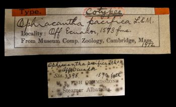 Media type: image;   Invertebrate Zoology OPH-1972 Description: Original handwritten specimen labels;  Aspect: labels